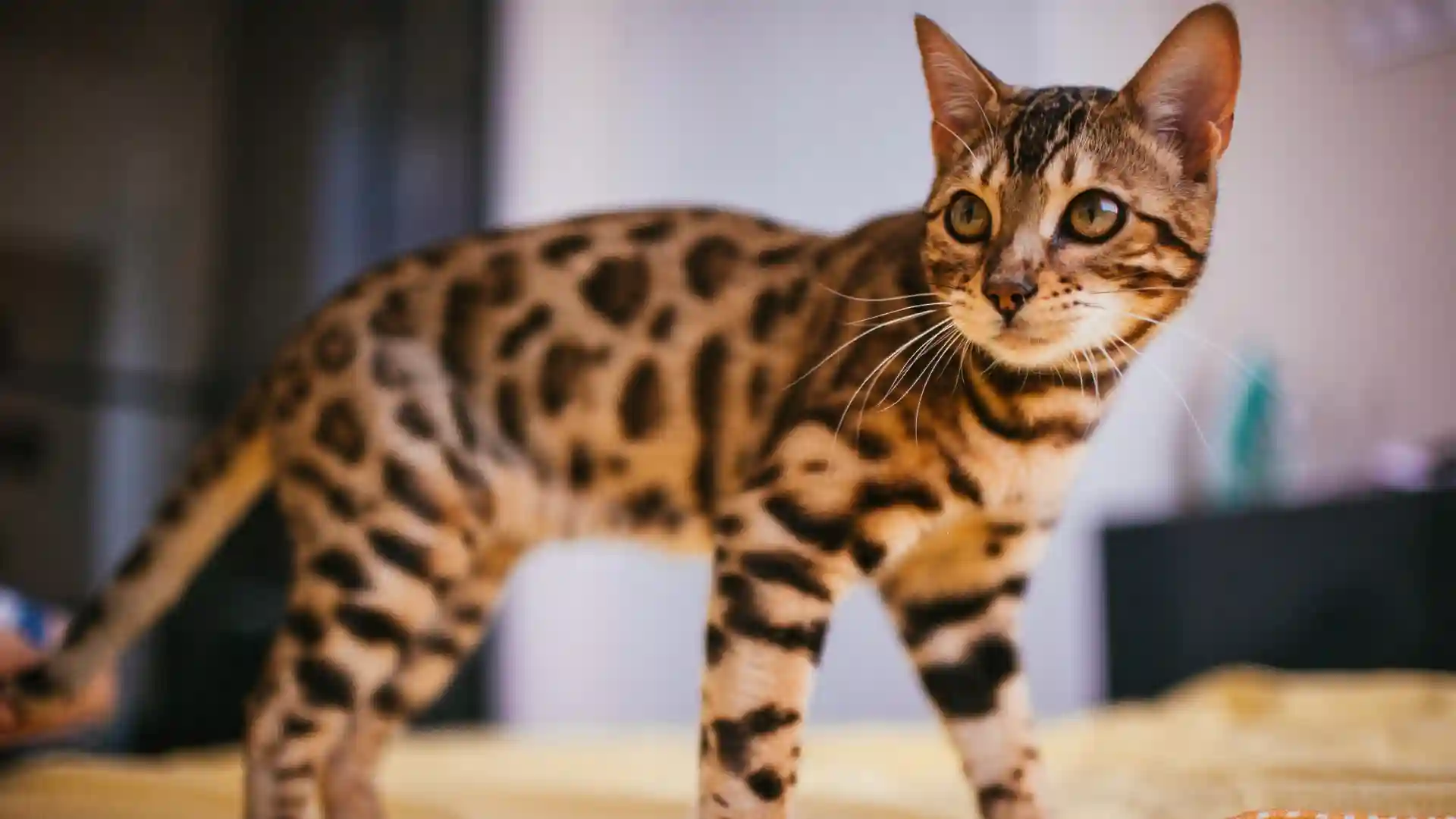 Los gatos más caros del mundo: estas son las razas más exclusivas