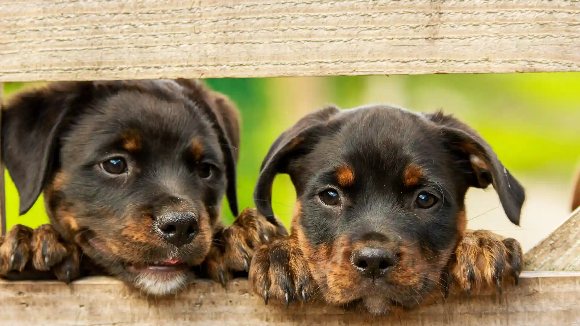mala alimentacion cachorros dieta inadecuada