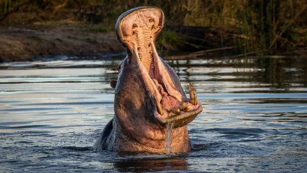 Magnate de India ofreció llevarse los 80 hipopótamos colombianos