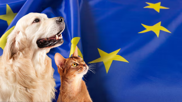 Gatos y perros en Europa deberán llevar un microchip y quedan prohibidos los recortes de cola y orejas