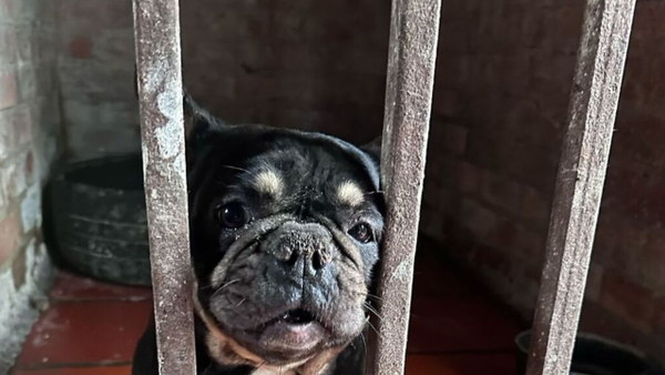 IDPYBA rescata a perros en pésimas condiciones de presuntos criaderos ilegales en Ciudad Bolívar