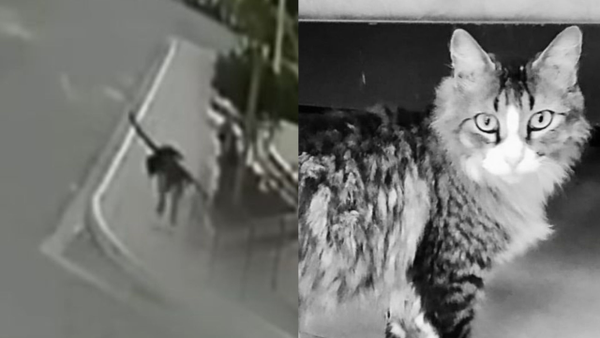 Sujeto aplastó a golpes a un gato que tomaba el sol en la calle: fue capturado en flagrancia