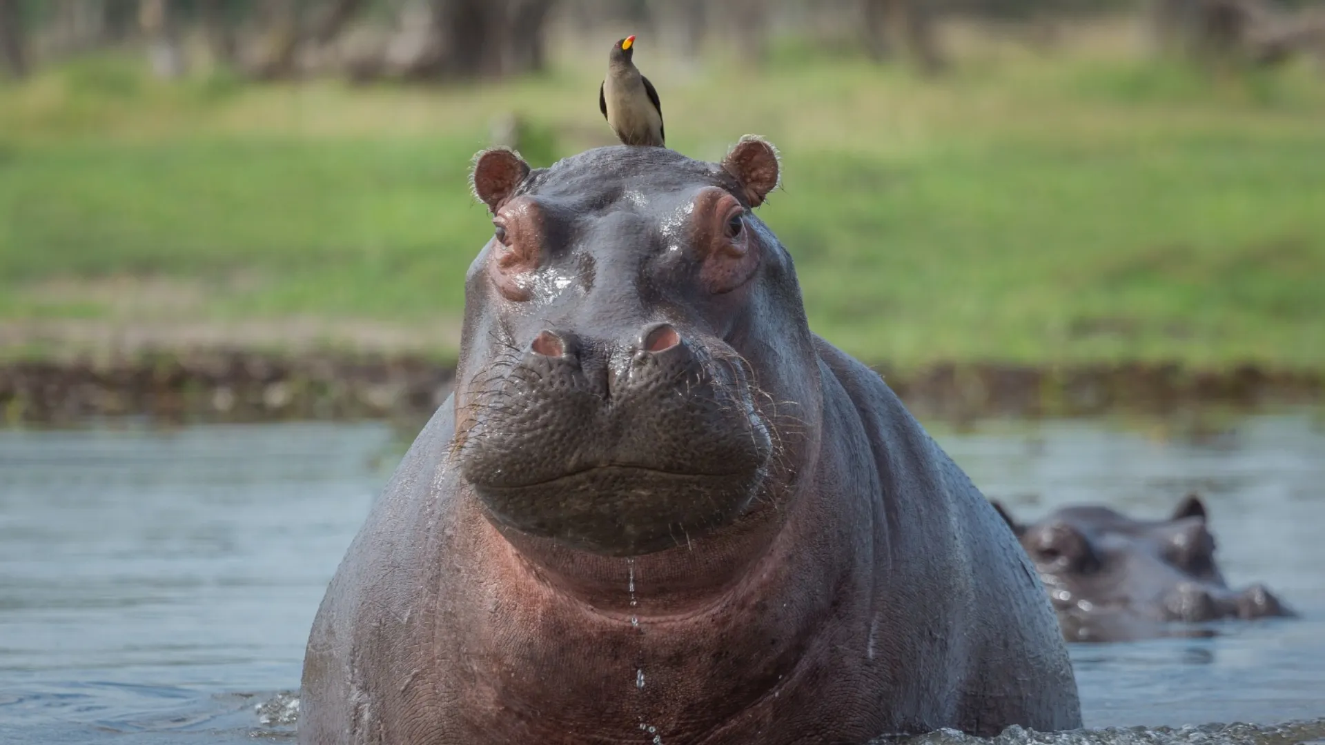 Hipopótamos en Colombia (1)