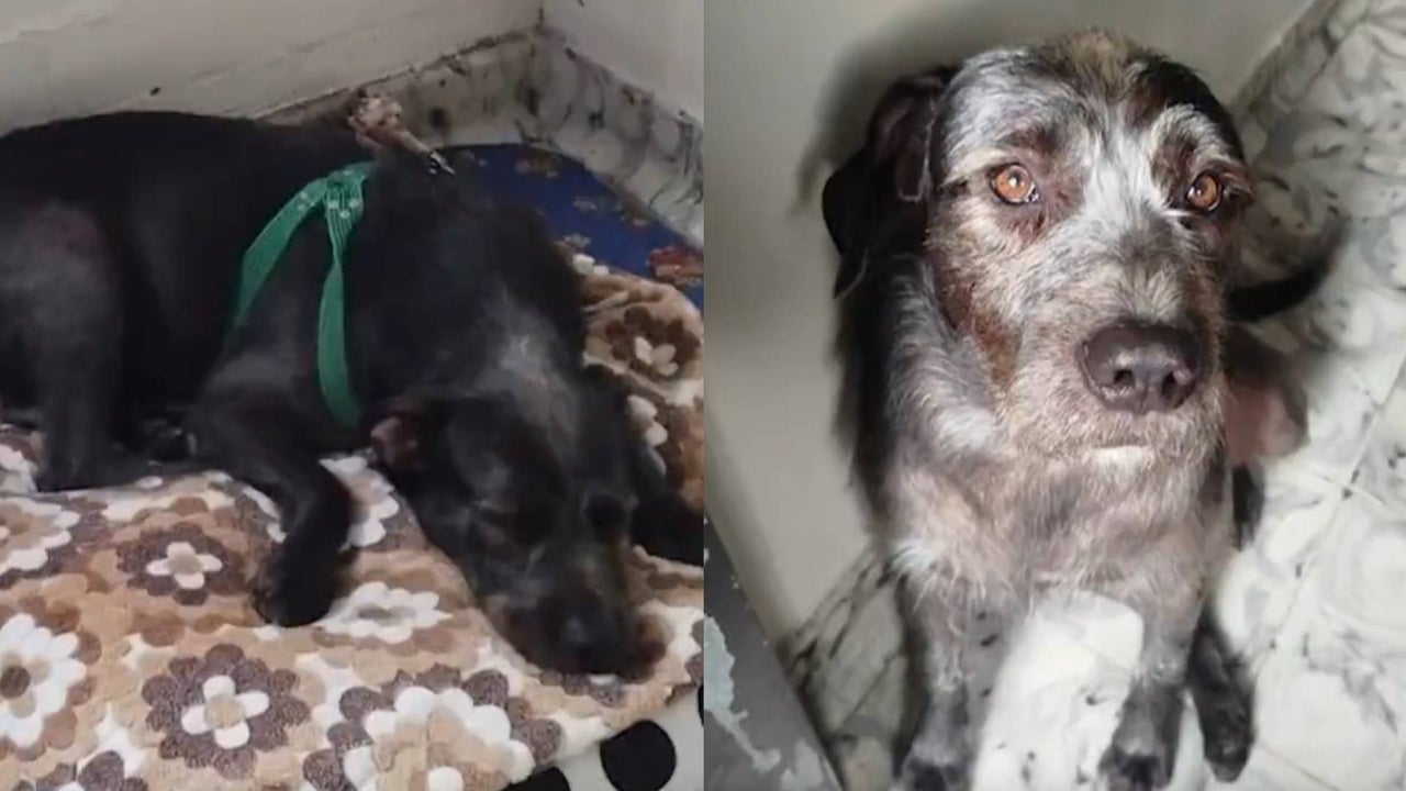 Criollo puppy died after brutal beating by two men in Palmira: his caregiver recounted how everything happened