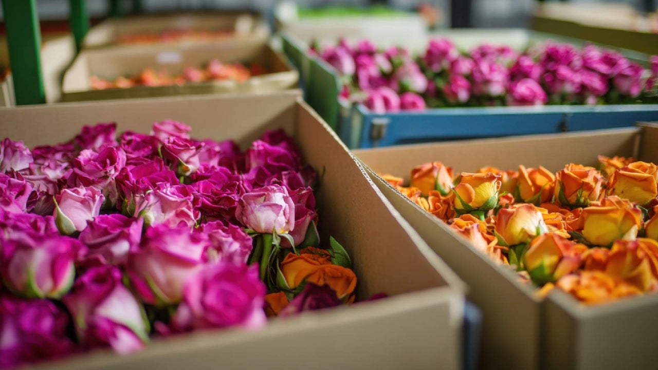 Flowers that cross the world: this is the journey that connects Colombia with millions of mothers