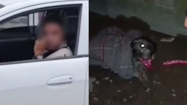 Sujeto atropelló a una perrita en Soacha, habría fingido llevarla al veterinario y resultó abandonada en el camino