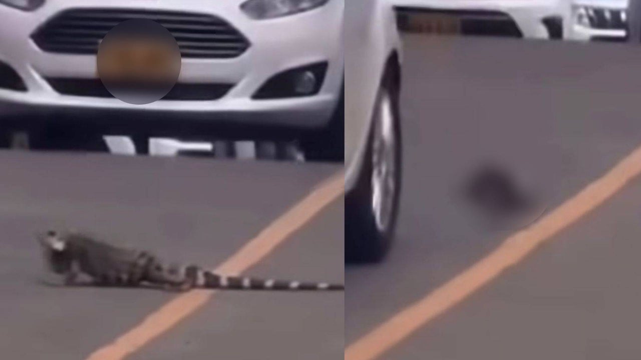 Outrageous: Two vehicles ran over an iguana inside a university in Cali