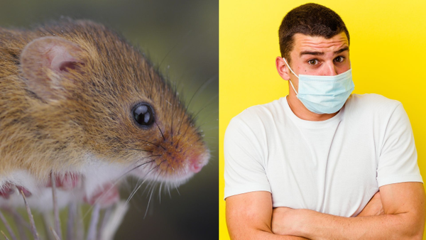 Este es el ratón de cola larga, especie transmisora de la cepa Andes del hantavirus