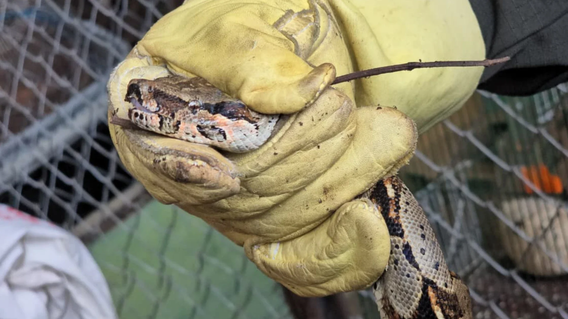 Encuentran una boa en una vivienda de Boyacá.