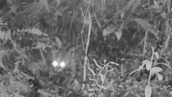 Cámaras trampa captan a tigrillo lanudo en los Cerros Orientales de Bogotá