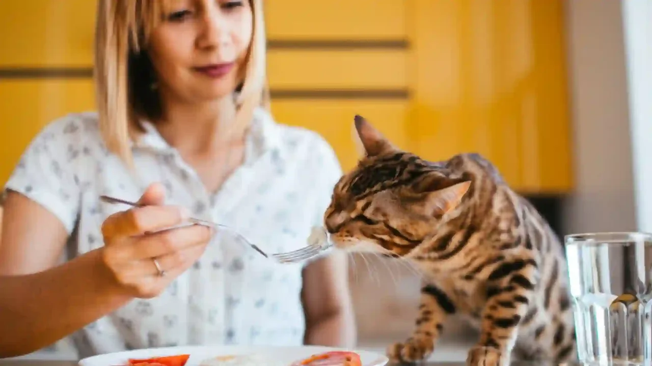 What you should never feed your cat: they affect their health