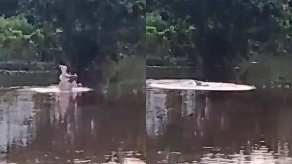 VIDEO | Alerta en Barrancabermeja por avistamiento de un hipopótamo en ciénaga La Cira VIDEO | Alerta en Barrancabermeja por avistamiento de un hipopótamo en ciénaga La Cira