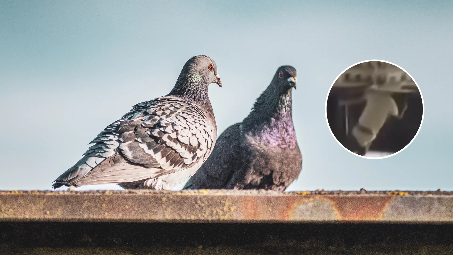 Dos palomas muertas en Ocaña Norte de Santander