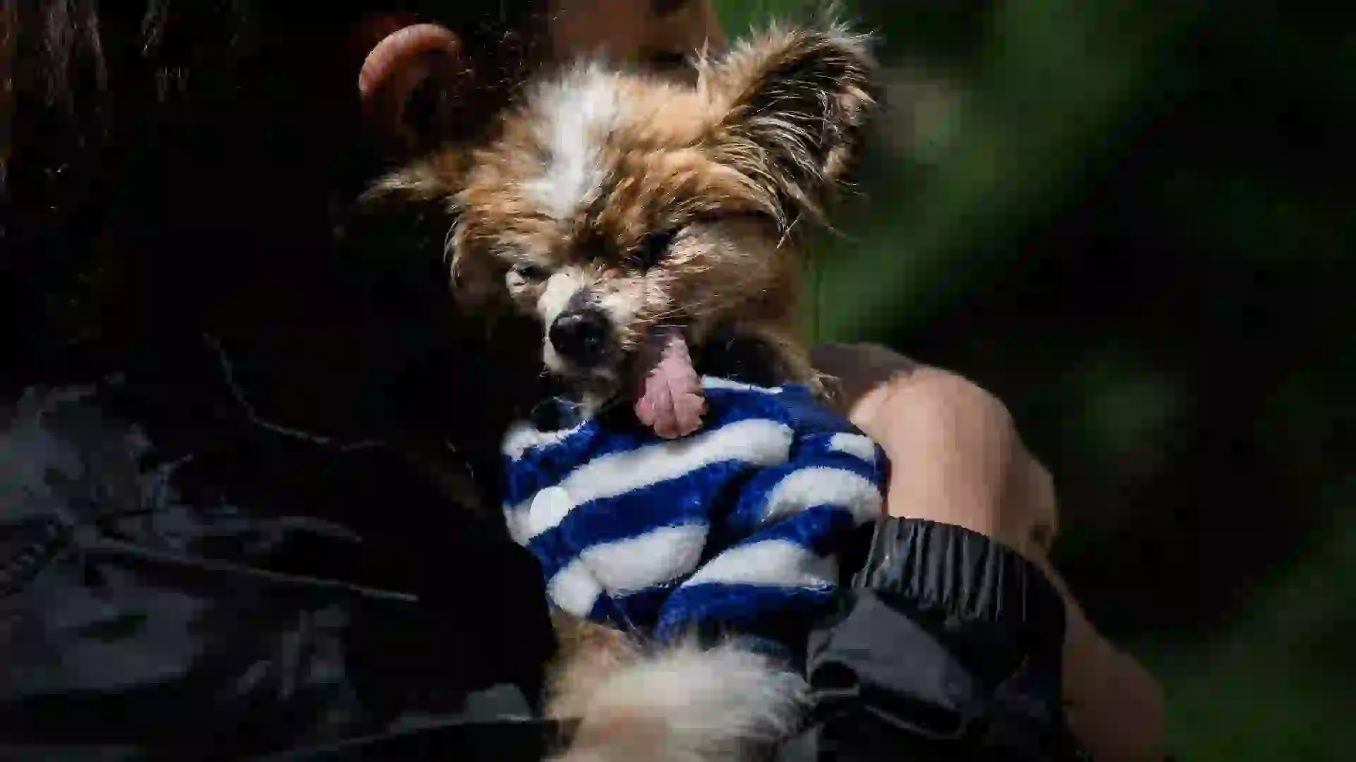 Murió el perro más viejo del mundo: ¿Cuántos años tenía? | + FOTOS