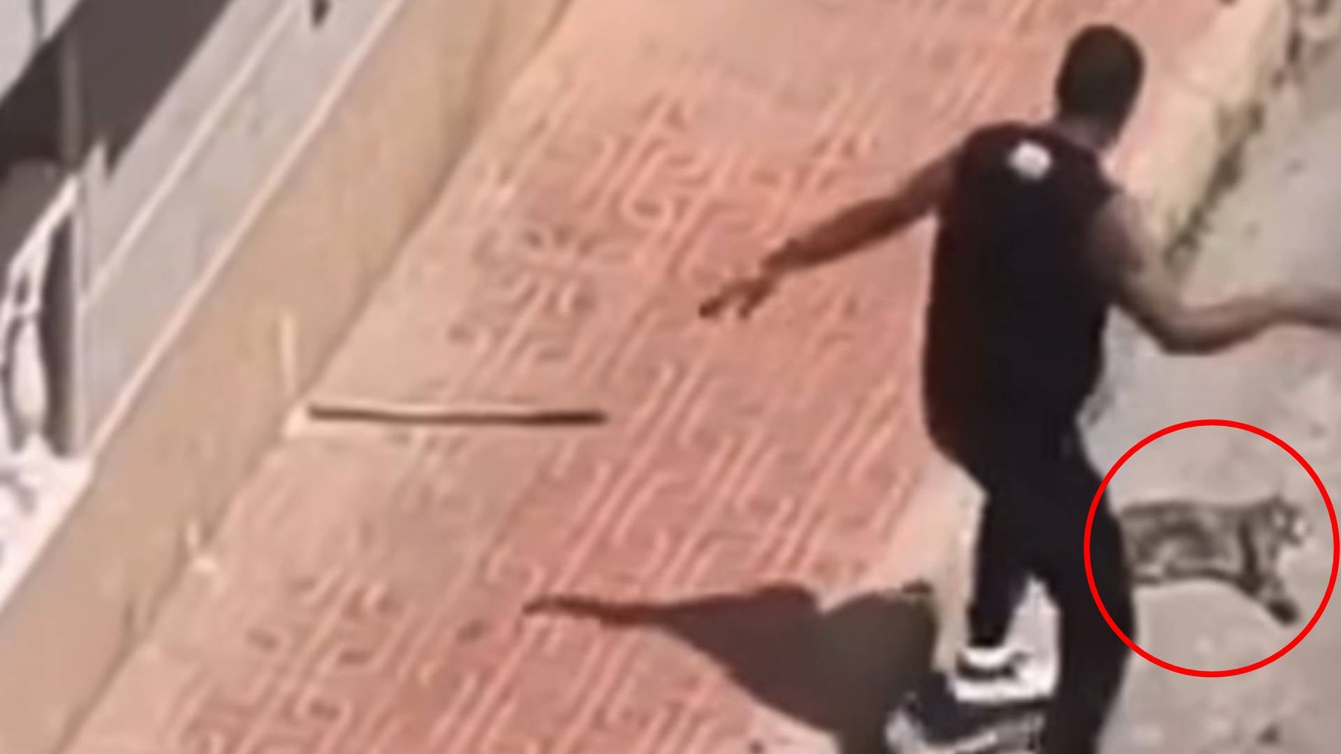 Asesino de una gata en España