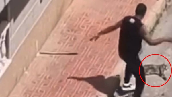Colombiano fue expulsado de España tras asesinar a golpes a la gata de su expareja por abandonarlo
