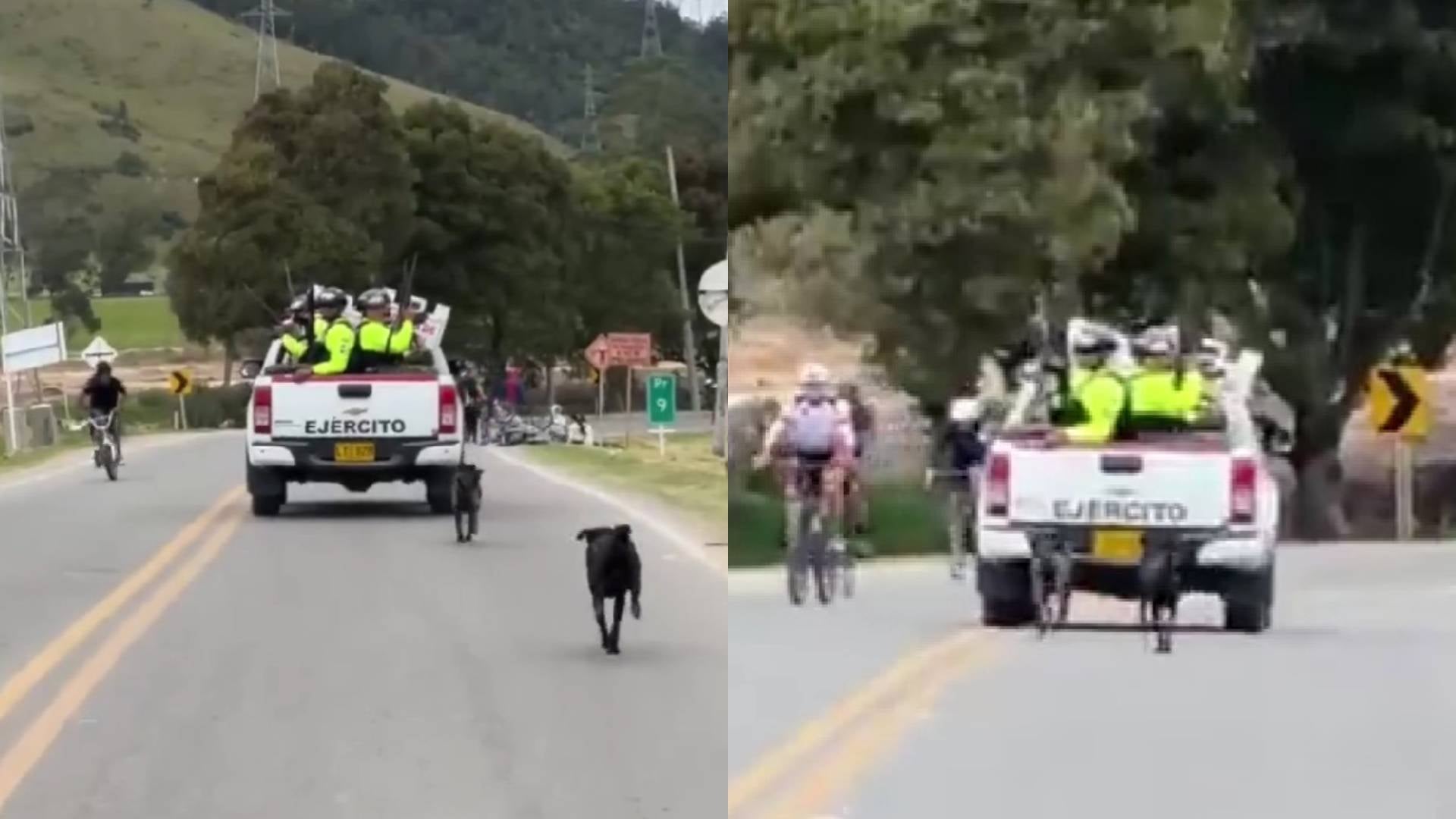 Denuncia por perros abandonados