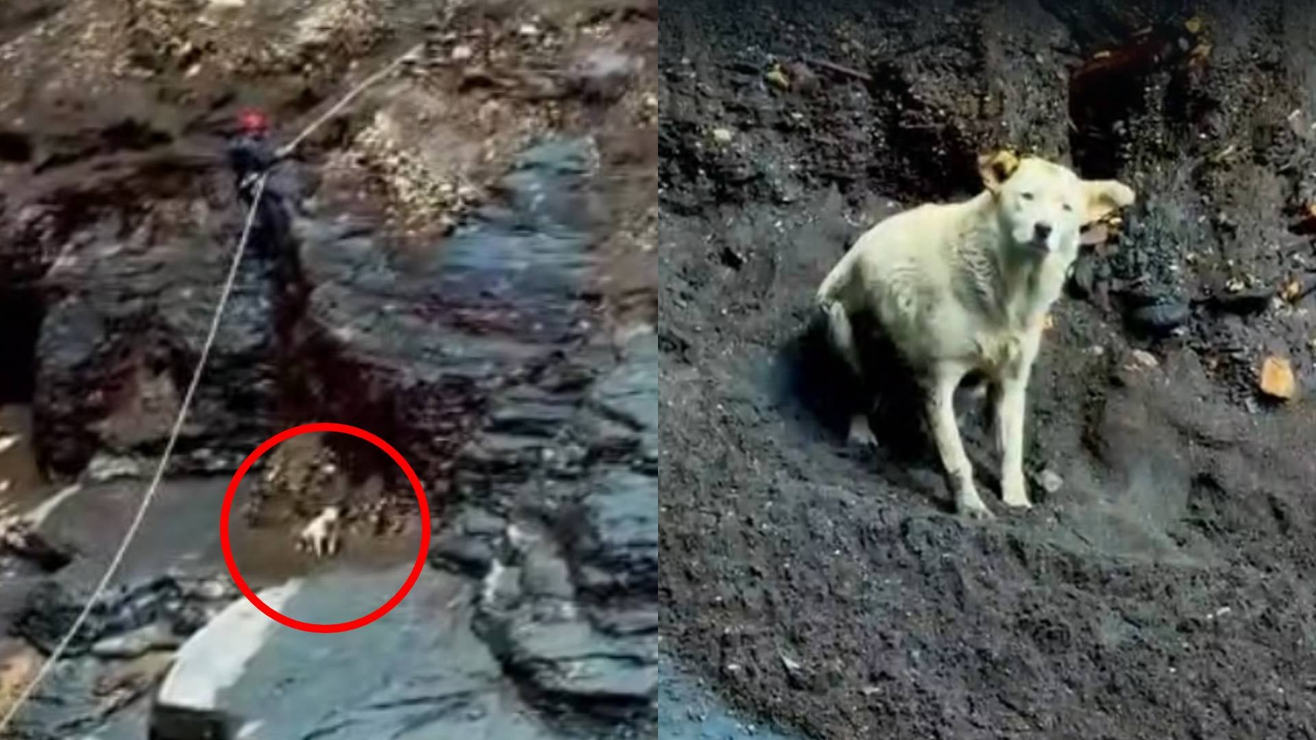 Perrita rescatada de unas cascadas en Macanal