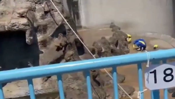 Detienen a dos turistas tras irrumpir en el hábitat de Punch en zoológico de Japón