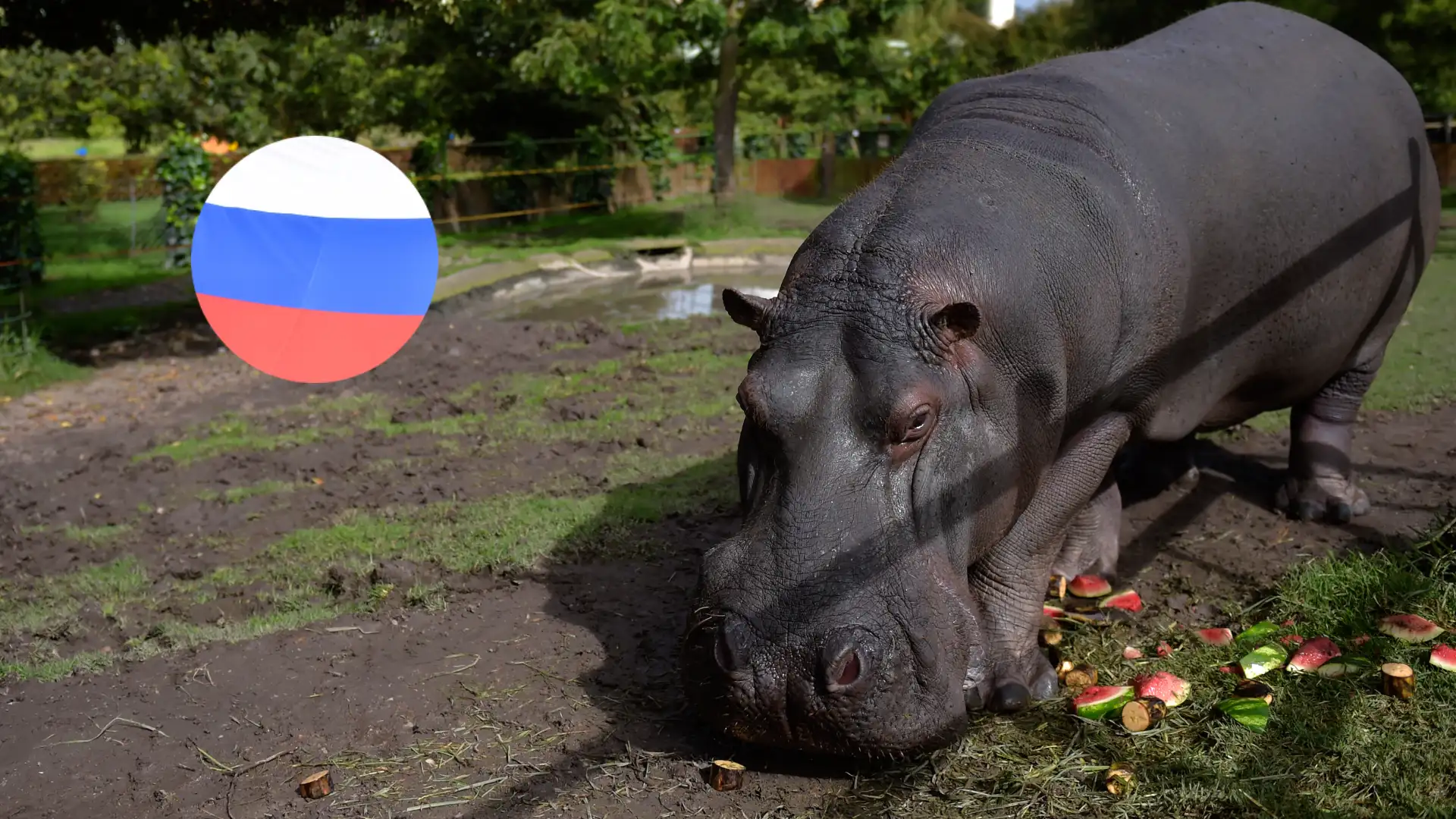 Hipopótamos colombianos Rusia