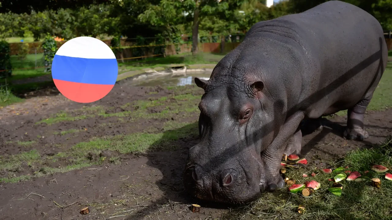 Rusia se suma al interés por los hipopótamos colombianos: buscan llevarlos a diferentes países