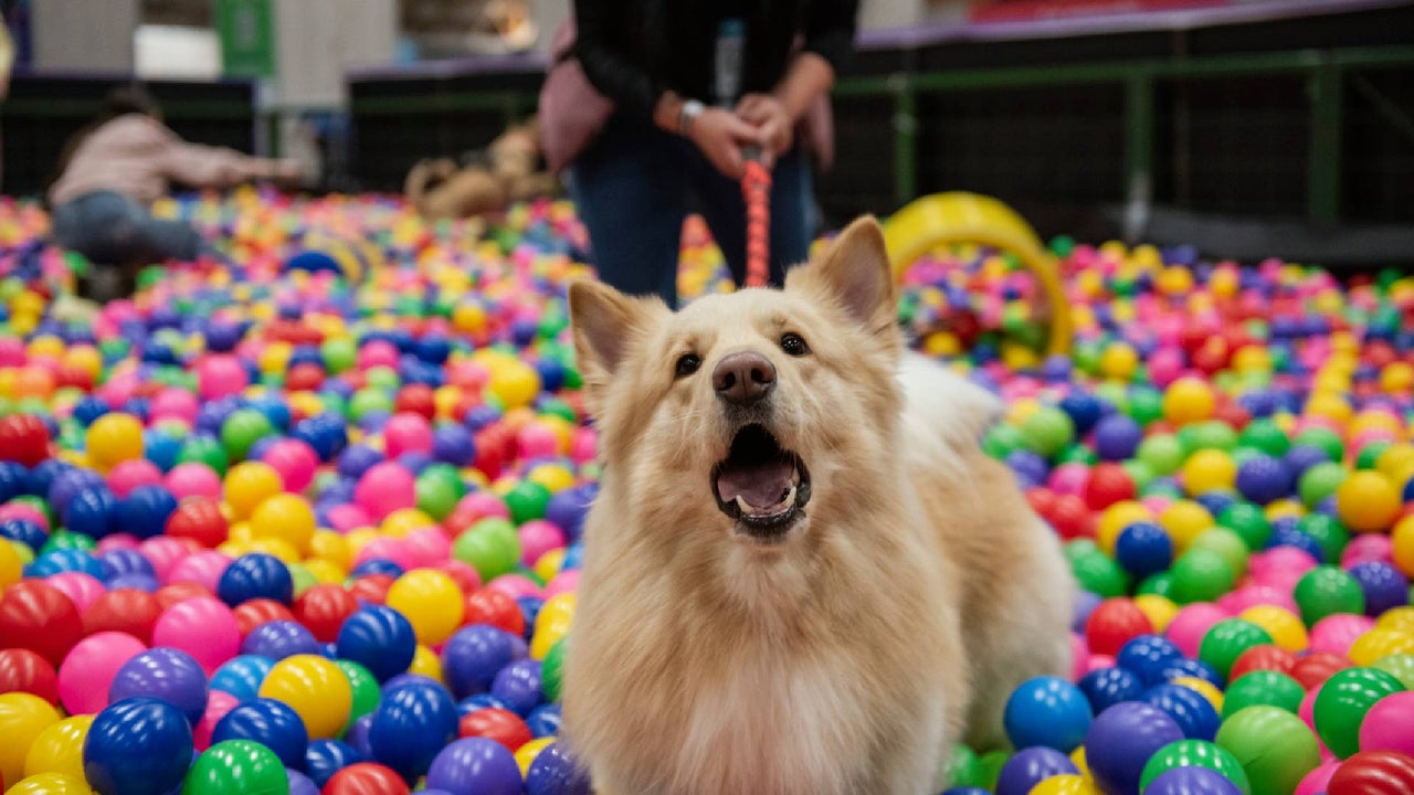 Expopet 2026 en Corferias: fechas, actividades y requisitos para mascotas