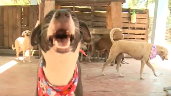 Fundación que rescata perritos abandonados en la costa necesita donaciones para continuar su labor