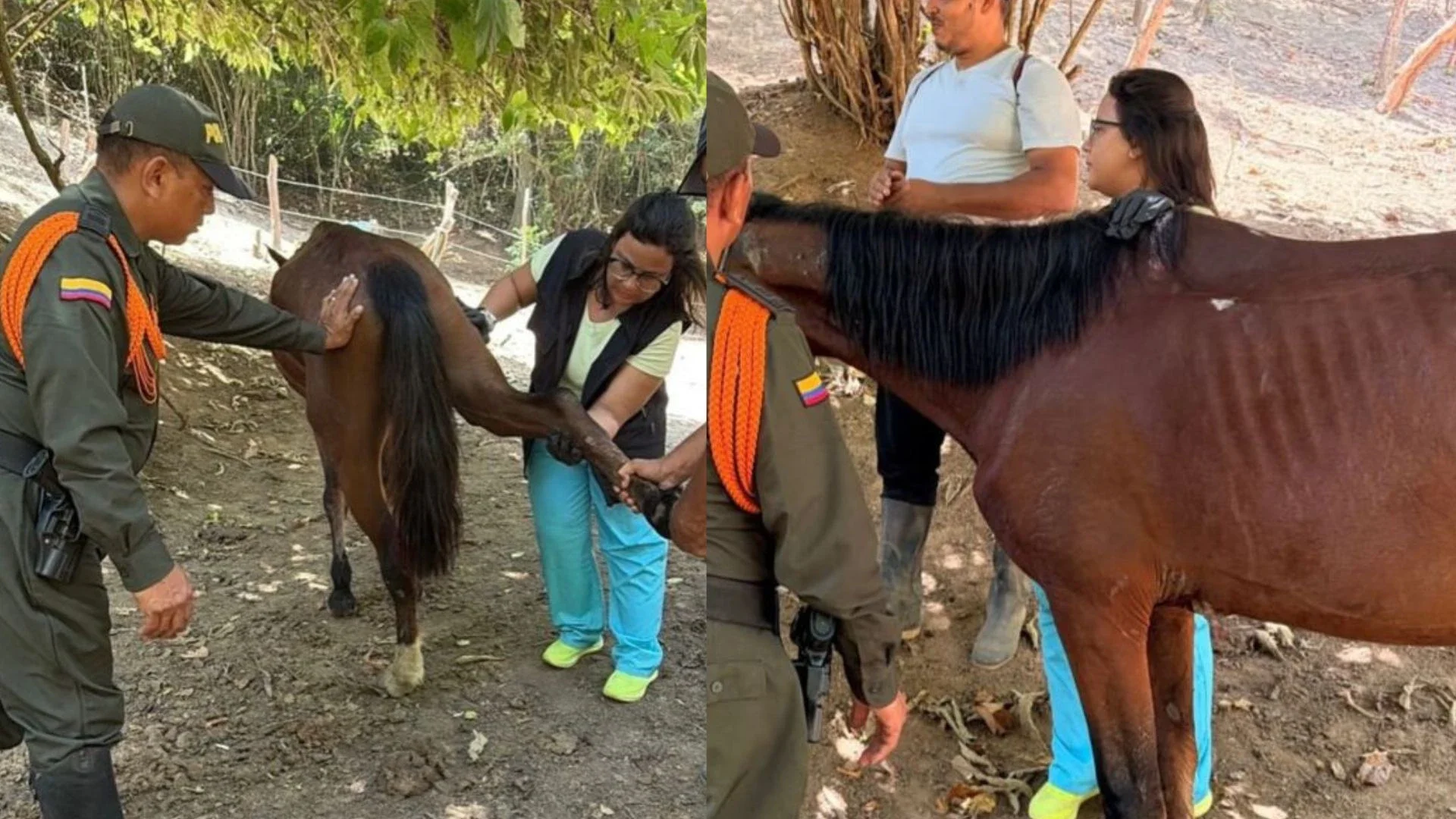Foto: IG@andreanimalidad