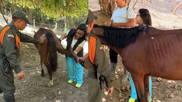 Caballo que cayó de sendero en el Parque Nacional Tayrona habría sobrevivido Caballo que cayó de sendero en el Parque Nacional Tayrona habría sobrevivido