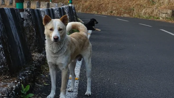 Concejo de Bogotá impulsa proyecto para evitar que más animales mueran atropellados en las vías Concejo de Bogotá impulsa proyecto para evitar que más animales mueran atropellados en las vías