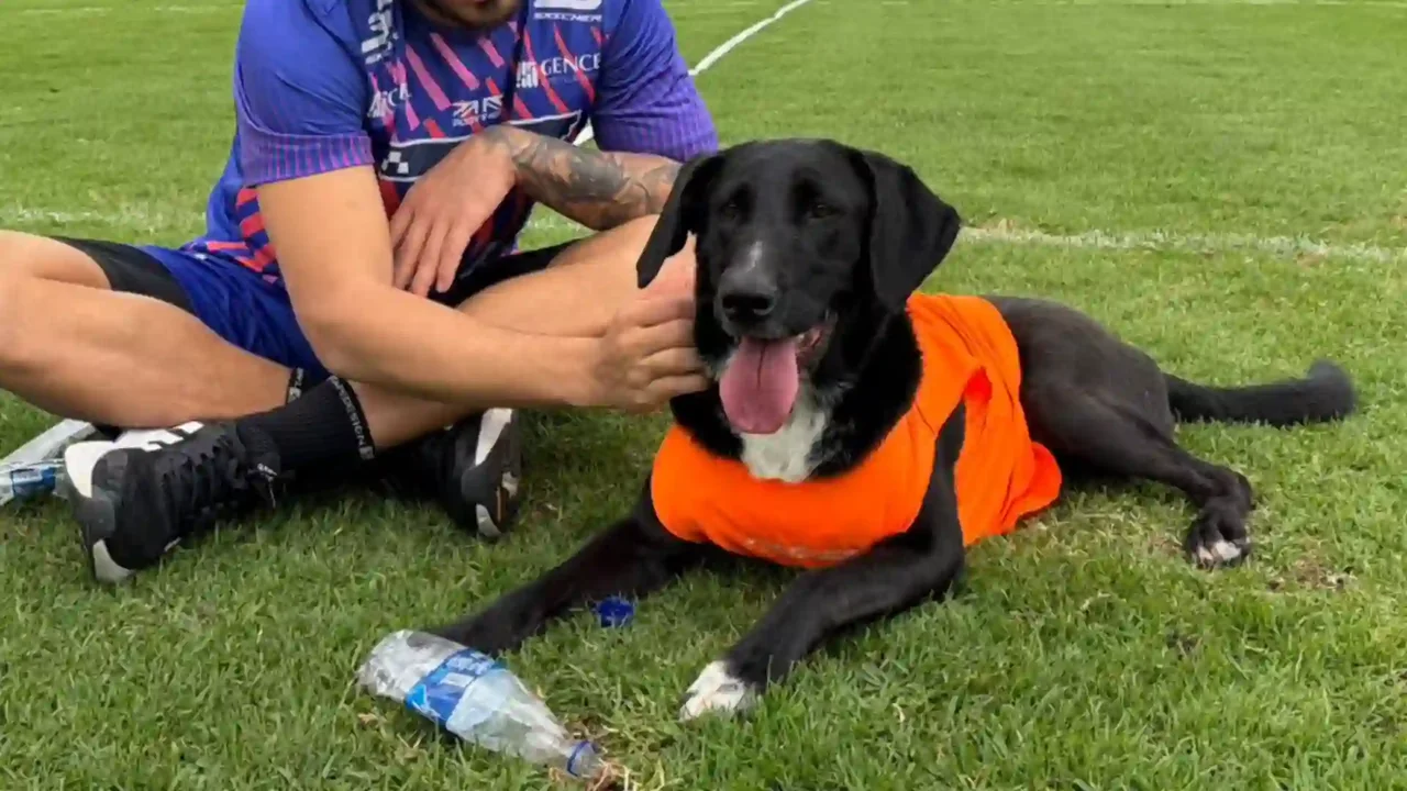 El Estadio El Campín será escenario de jornadas de adopción de mascotas: así será