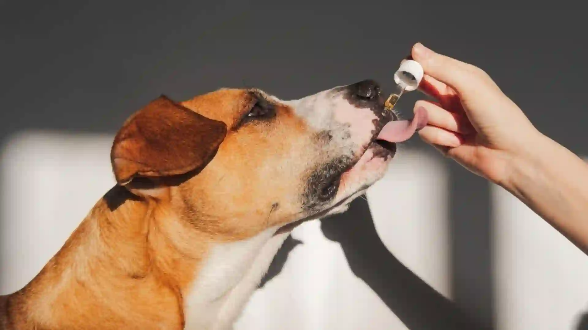 Buscan mejorar la calidad de vida de perros y gatos con enfermedades crónicas con cannabis medicinal
