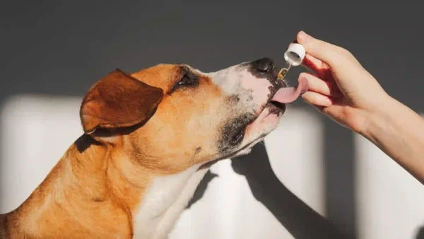 Buscan mejorar la calidad de vida de perros y gatos con enfermedades crónicas con cannabis medicinal Buscan mejorar la calidad de vida de perros y gatos con enfermedades crónicas con cannabis medicinal