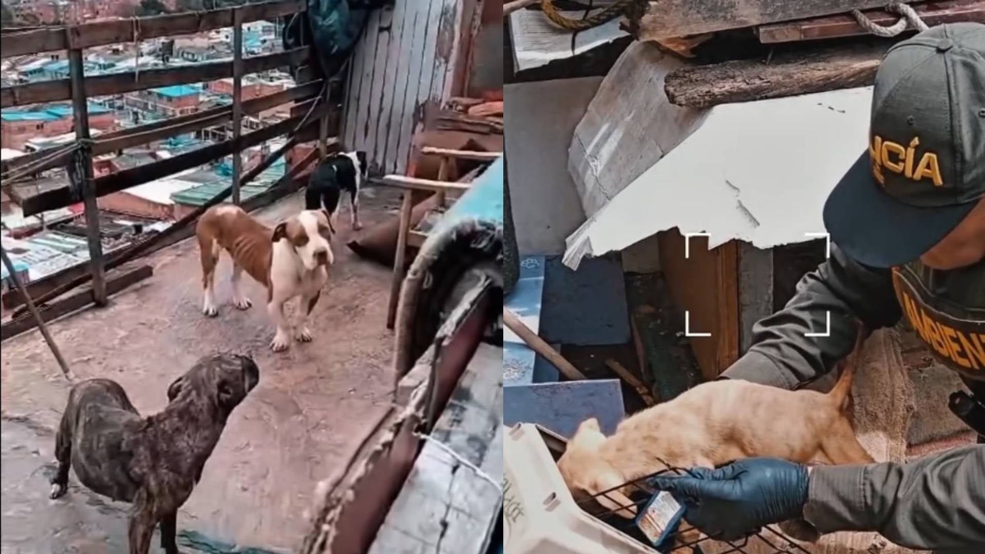 Criadero ilegal de perros en Bogotá