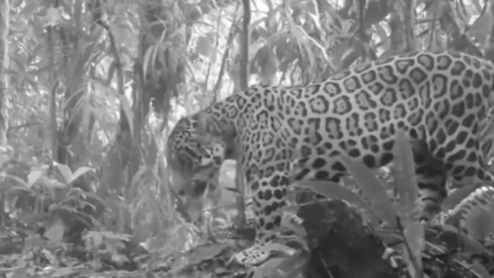 Jaguar Pipatón en Magdalena Medio