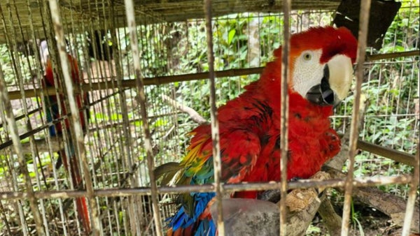 Así fue el rescate de dos guacamayas, un mono y otras especies en cautiverio en Cundinamarca
