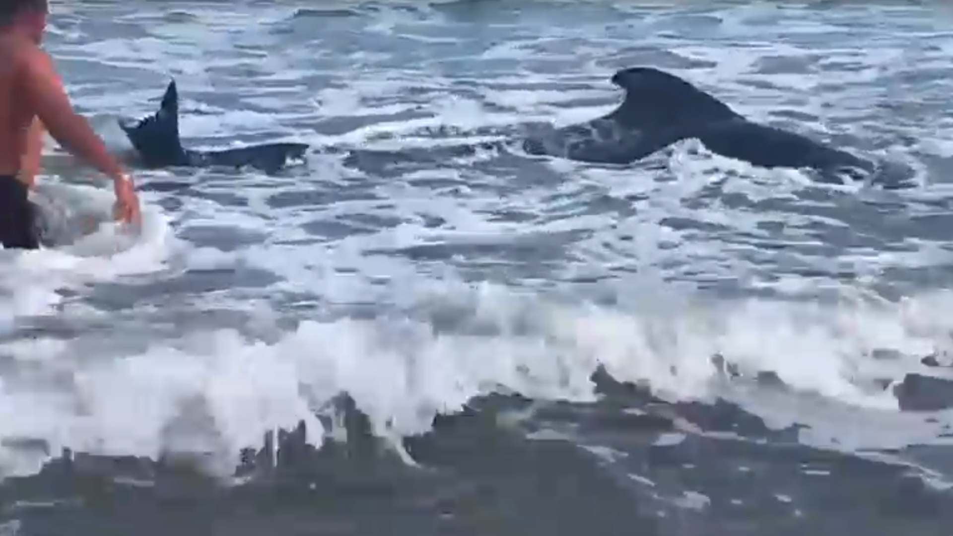 Foto: captura de video