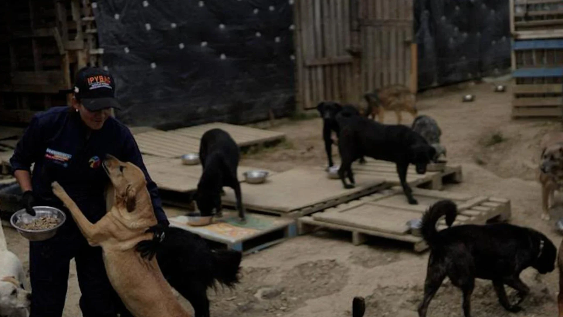 Albergue era un infierno para perros.