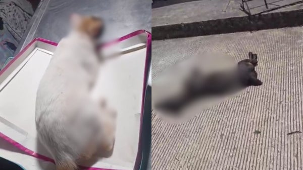 Indignación en Contratación, Santander por presunto envenenamiento de 15 mascotas