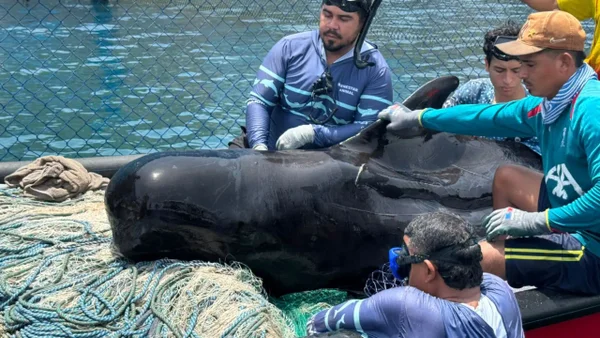 Falleció cría de ballena piloto que había encallado en costa de Tasajera, Magdalena
