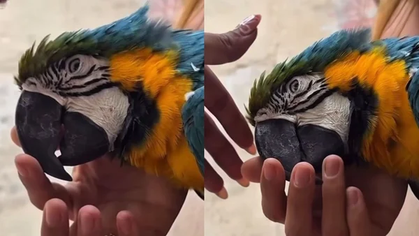 Guacamaya murió tras electrocutarse con cables de alta tensión en Santa Marta: no es el primer caso Guacamaya murió tras electrocutarse con cables de alta tensión en Santa Marta: no es el primer caso