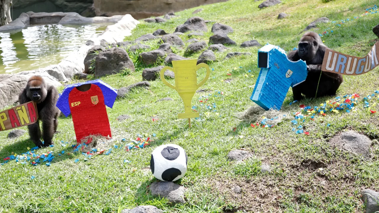 Animales de zoológico mexicano predicen resultados del Mundial 2026