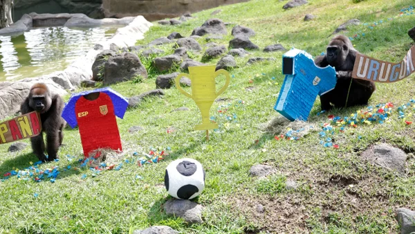 Animales de zoológico mexicano predicen resultados del Mundial 2026 Animales de zoológico mexicano predicen resultados del Mundial 2026