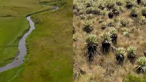 ¿Qué es el Pago por Servicios Ambientales Hídricos? La estrategia de Bogotá contra El Niño ¿Qué es el Pago por Servicios Ambientales Hídricos? La estrategia de Bogotá contra El Niño
