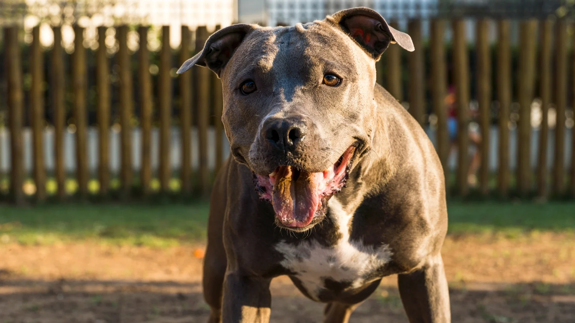 Ataque de perro pitbull.