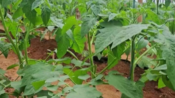 Convocatoria de Asohofrucol: mujeres campesinas podrán integrar la junta del Fondo Hortifrutícola