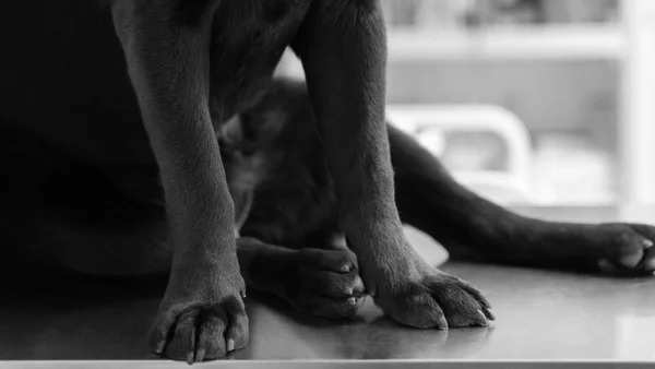 12 perros fueron envenenados en El Zulia, Norte de Santander: autoridades investigan