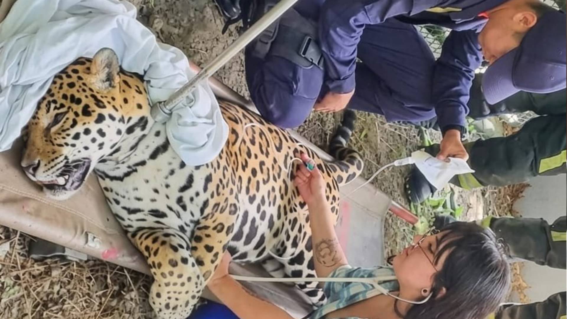 Jaguar rescatado en la Universidad Nacional
