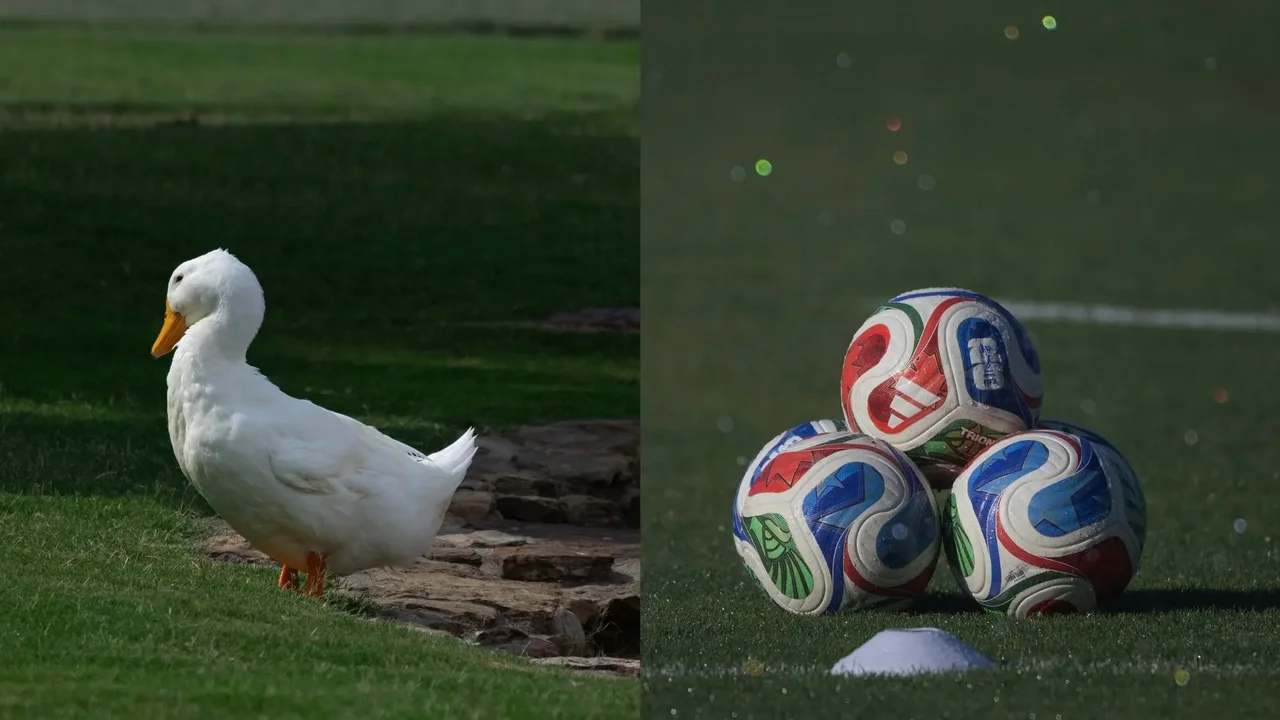 El pato Merlín se lleva las miradas durante la Copa del Mundo 2026 en México