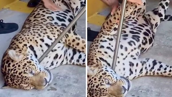Jaguar rescatado en la U. Nacional sede Amazonía desapareció del centro donde estaba bajo resguardo Jaguar rescatado en la U. Nacional sede Amazonía desapareció del centro donde estaba bajo resguardo